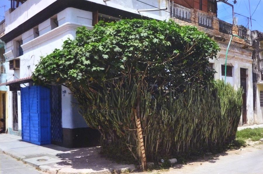 Ernesto Oroza, Untitled (Habitat cell made out with euphorbia trigona shrubs and an aluminum door.) From architecture of necessity, 2012, digital print, 15 3/4 x 24 inches, edition of 3
